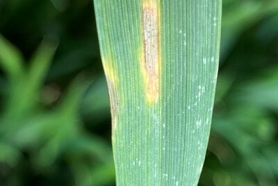 Septoria