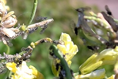 L&auml;use im Gem&uuml;segarten