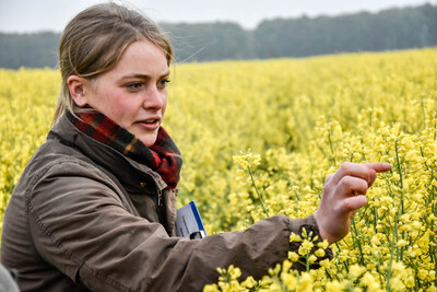 Schädlingskontrolle in der Rapsblüte