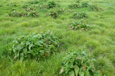 Ampfer im Grünland - © Dr. Jürgen Fisahn Ampfer im Grünland