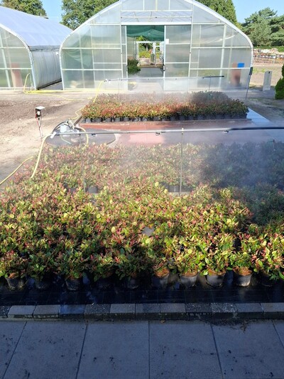Photinia im Versuch zur Grundwasserbilanz zweier unterschiedlich aufgebauter Fl&auml;chen