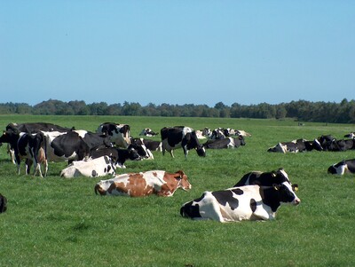 K&uuml;he auf der Weide