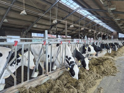 Milchviehstall LBZ Echem - © Jana Bolduan Rinderhaltung in Niedersachsen zukünftig nur noch in Ställen mit freier Bewegungsmöglichkeit