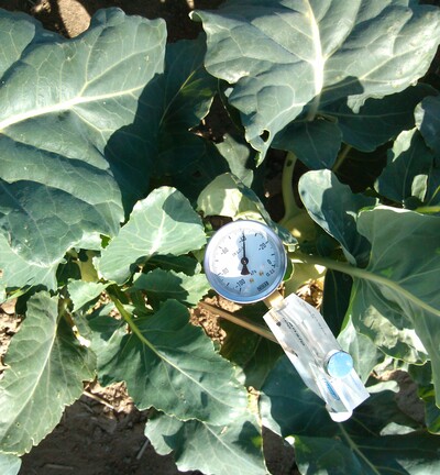 Tensiometer im Kohlrabi - © Andreas Meyer Tensiometer im Kohlrabi