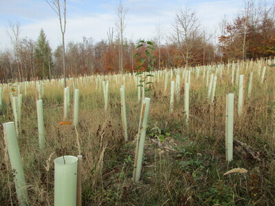 Mischkulturen auf einer Freiflächen