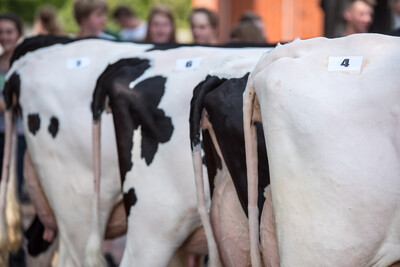 Landesentscheid Tierbeurteilung Nortrup 22.06.2017 - © Wolfgang Ehrecke /media/media/491008C5-FB76-2742-12F8648081F2EC8C.jpg
