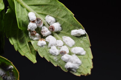 Hortensienwollschildlaus - © Dr. Thomas Brand Hortensienwollschildlaus