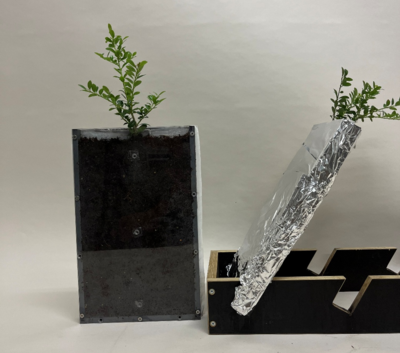 Rhizoboxen bepflanzt mit Ilex crenata 'Glorie Gem'