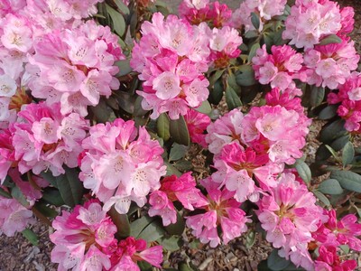 Rhododendron fictolacteum Santiago