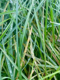 Rostbefall an Deutschem Weidelgras