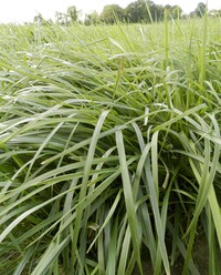 Was leisten einjährige Acker- und Kleegrasmischungen