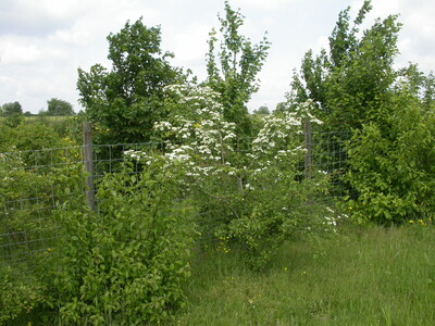 Hecke - © Holger Westerwarp Hecke