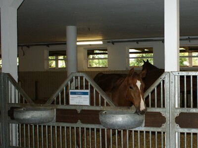 Verleihung des Staatsehrenpreises an den Betrieb Brüning, Ochtmannien - © LWK Niedersachsen Verleihung des Staatsehrenpreises an den Betrieb Brüning, Ochtmannien