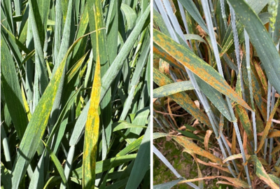 Gelbrost und Braunrost im Winterweizen