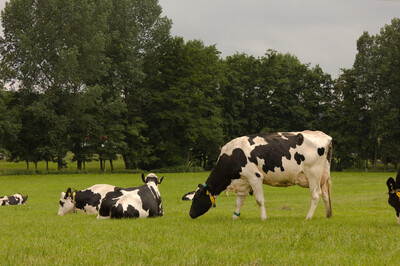 Milchkühe auf der Weide - © Yvonne Konersmann /media/media/0CD46A92-B2D8-E819-F7A5FE8609789974.JPG