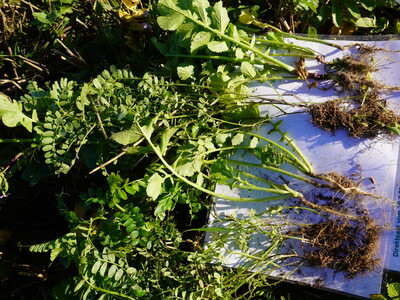 Direktsaat 30.7.vs Drohnensaat 29.7.