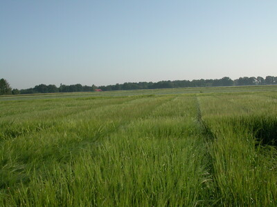 Sommergerste - © Willi Thiel Sommergerste