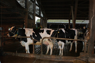 Verleihung des Staatsehrenpreises an den Betrieb Meyer, Kettenkamp - © LWK Niedersachsen Verleihung des Staatsehrenpreises an den Betrieb Meyer, Kettenkamp