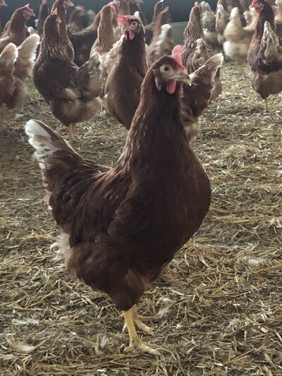 Geflügel - © Neele Ahlers Geflügel