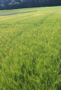 LSV Sommer-Futtergerste