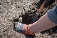 Ernte von Weißem Spargel mit einem Schwalbenschwanz-Stechmesser in einer Anlage in der Region Hannover.