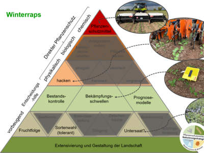Maßnahmenpyramide für den integrierten Pflanzenschutz in Winterraps