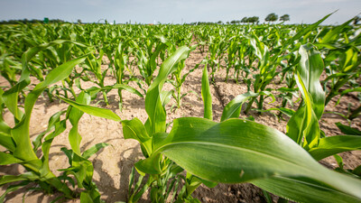 Versuchsparzelle mit Mais auf dem Gel&auml;nde des Feldtags zum Thema Landwirtschaft und Wasserschutz am 17.06.2026 in Schw&uuml;blingsen (Uetze/Region Hannover).