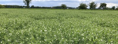 Ein weites Feld mit bl&uuml;henden Erbsenpflanzen, im Hintergrund stehen vereinzelt B&auml;ume unter bew&ouml;lktem Himmel.
