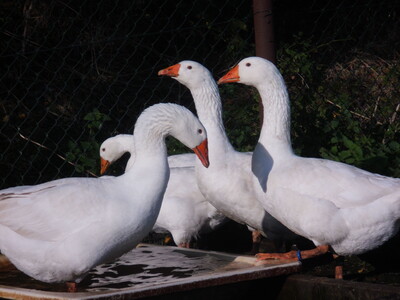 Diepholzer Gänse - © Angelika Fortwengel - © Angelika Nannen Diepholzer Gänse