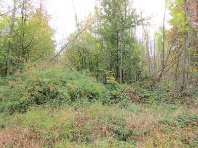 Eschenbestand mit Eschentriebsterben