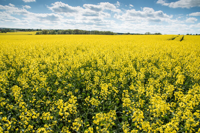 Rapsbl&uuml;te Mai 2018