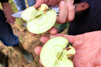 Zwei H&auml;nde halten eine aufgeschnittene gr&uuml;ne Apfelh&auml;lfte mit braunen Stellen, daneben ein Messer.