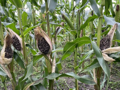 Maiskopfbrand - starker Befall im Bestand