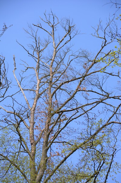 Totholz bei Buche - © Carl Hesebeck Totholz bei Buche