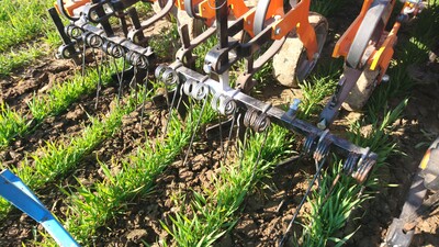 Scharhacke im Winterweizen