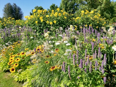 Bunte Blumenwiese mit Sonnenblumen, lilafarbenen und wei&szlig;en Bl&uuml;ten, umgeben von gr&uuml;nen B&auml;umen unter blauem Himmel.