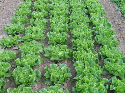 Eissalat - © Erich Klug /media/media/EE9042A2-AE48-0095-F0D4A6DBB93BB4DD.JPG