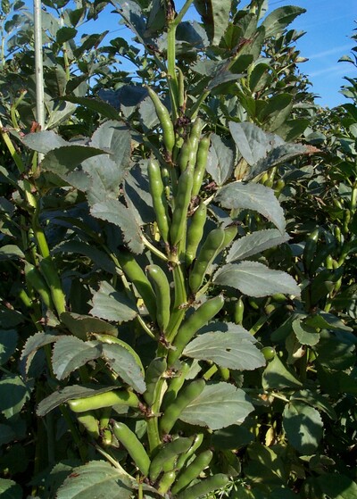 Feldversuchsstation - © Markus Mücke Feldversuchsstation