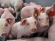 Erstmals hat die Landwirtschaftskammer Ferkel in die neue DigiSchwein-Ferkelaufzucht eingestallt. - © Jantje Ziegeler Erstmals hat die Landwirtschaftskammer Ferkel in die neue DigiSchwein-Ferkelaufzucht eingestallt.