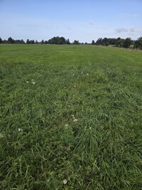 Mehr Artenvielfalt durch die Einsaat von Kräutern in Dauergrünland