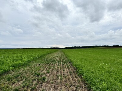 Der Betrieb Fromme setzt verschiedene Zwischenfruchtmischungen ein und lässt zur Kontrolle auch mal eine Drillspur frei. Bei den Biodiversitätsberatern kommt auch der Auslassungsstreifen gut an. - © Dr. Annette Bartels Biodiversitätsberatung