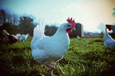 Hühner - © Christine Pahmeyer /media/media/CECF8414-CE51-87F4-EA75416F38124B7B.jpg