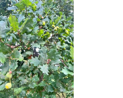 Fruchtbildung bei der Stieleiche