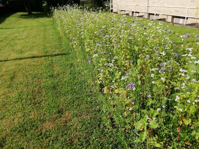 Bl&uuml;hstreifen Northeim