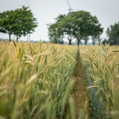 Feldtag zum Thema Landwirtschaft und Wasserschutz am 17.06.2026 in Schw&uuml;blingsen (Uetze/Region Hannover).