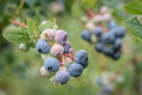 Heidelbeeren wachsen auf der LWK-Versuchsstation für Beerenobst in Langförden (Stadt Vechta) heran. Dort arbeitet die LWK in umfangreichen Versuchen an der Optimierung der Qualität der heimischen Heidelbeer-Sorten. - © Wolfgang Ehrecke Nahaufnahme von reifen und unreifen Blaubeeren an einem Zweig mit grünen Blättern im Hintergrund.