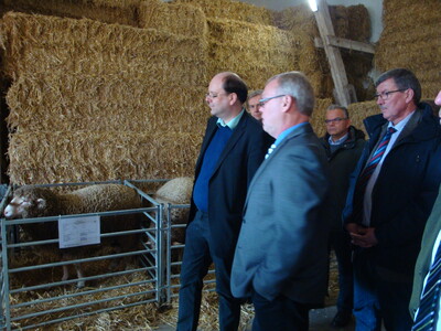 Joachim Rehse erläutert die Besonderheiten der Rasse Merinofleischschaf - © Klaus Gerdes Joachim Rehse erläutert die Besonderheiten der Rasse Merinofleischschaf