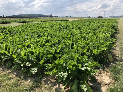 Parallel zur PotatoEurope findet die SugarBeet Expo statt. Auch hier werden verschiedene Versuche anhand von Demoparzellen erläutert. - © Annette Hoffmann Zuckerrübenparzellen am 05.08.2026