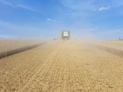Eine gute Strohverteilung ist Grundlage f&uuml;r einen gleichm&auml;&szlig;igen Zwischenfruchtbestand