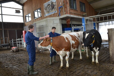 Platz 3 in der Kategorie Landwirtschaft II: Joss Legtenborg (r.) und Jannik Richter während des Finales des Berufswettbewerbs der deutschen Landjugend am 21.06.2023 nahe des Landwirtschaftlichen Bildungszentrums in Echem. - © Gräschke/Bund der Deutschen Landjugend Platz 3 in der Kategorie Landwirtschaft II: Joss Legtenborg (r.) und Jannik Richter während des Finales des Berufswettbewerbs der deutschen Landjugend am 21.06.2023 nahe des Landwirtschaftlichen Bildungszentrums in Echem.